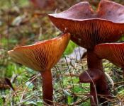Горькушка — описание, где растет, ядовитость гриба