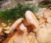Рецепты, как солить горячим и холодным способом грибы белянки на зиму в банках