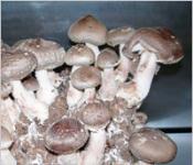 Recipe: Adobo na shiitake mushroom - na may luya Paano atsara shiitake mushroom
