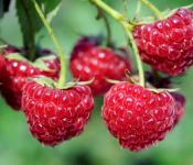 Paano gumawa ng masarap na raspberry jam: tatlong paraan
