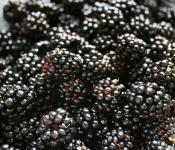 Blackberries para sa taglamig - masarap at malusog na mga recipe Blackberries gadgad na may asukal para sa taglamig recipe