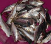 Salted horse mackerel sa bahay, recipe na may larawan